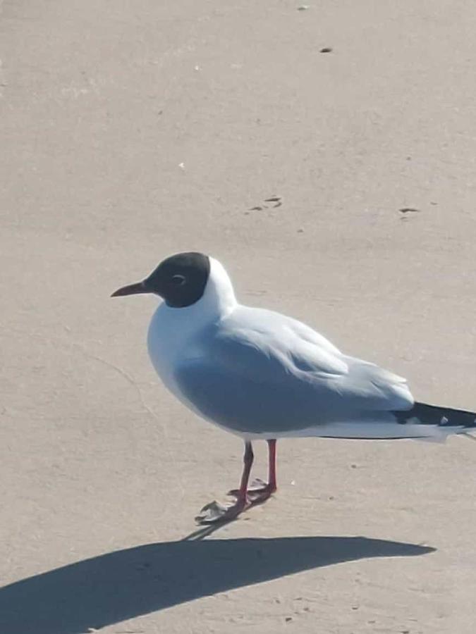 Ostseewind - In Der Strandstrasse-Fuehrt Zur Seebruecke Ostseebad Kühlungsborn Εξωτερικό φωτογραφία